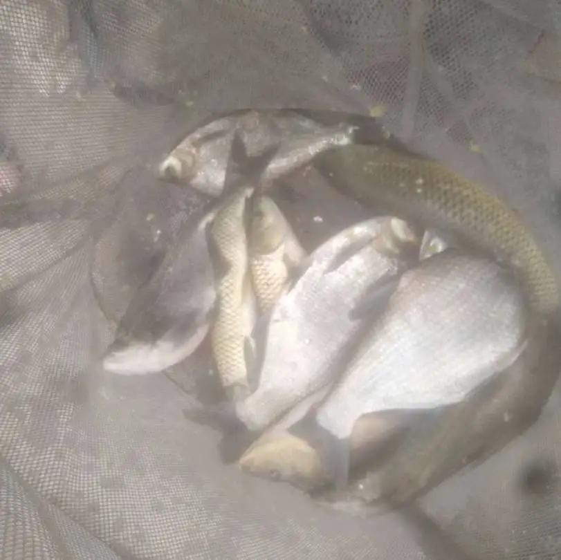 鲁班接待称“每天都可起10多斤的大草鱼”？