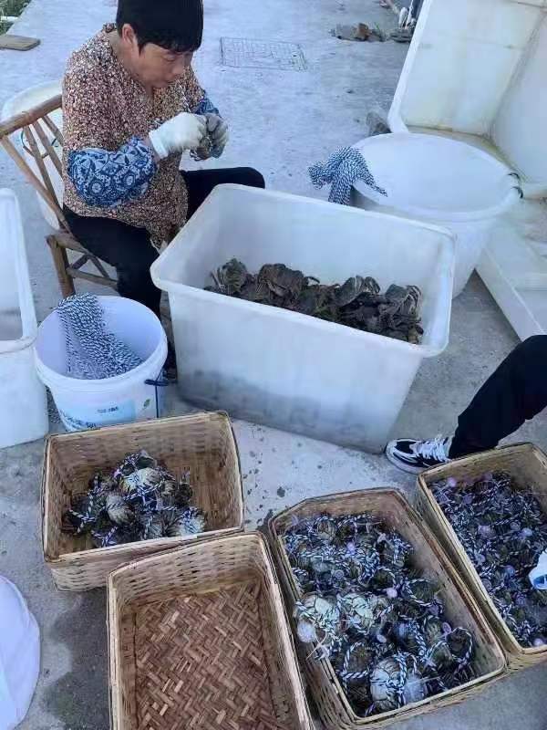 阳澄湖大闸蟹售卖时间,阳澄湖大闸蟹迎旺季店家日发万单