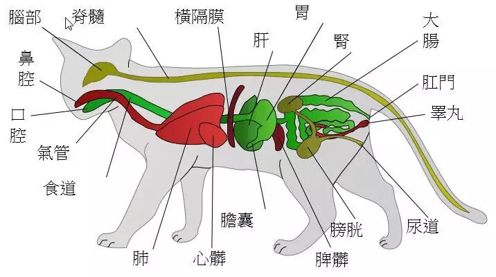 怎么科学的给猫喂饭,猫怎么定点喂食呢