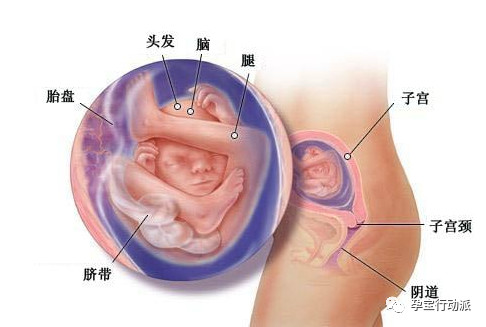 孕期周刊第二十九周,孕期周刊第14周