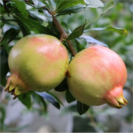 云南石榴挂果怎么样,云南石榴种植