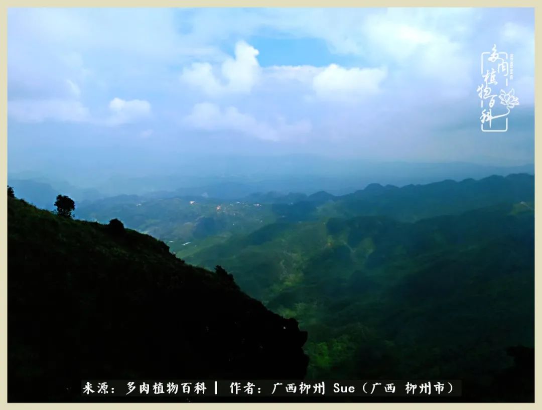 艳阳高照凉爽贵州,我要勤快地捕捉美好!(二)