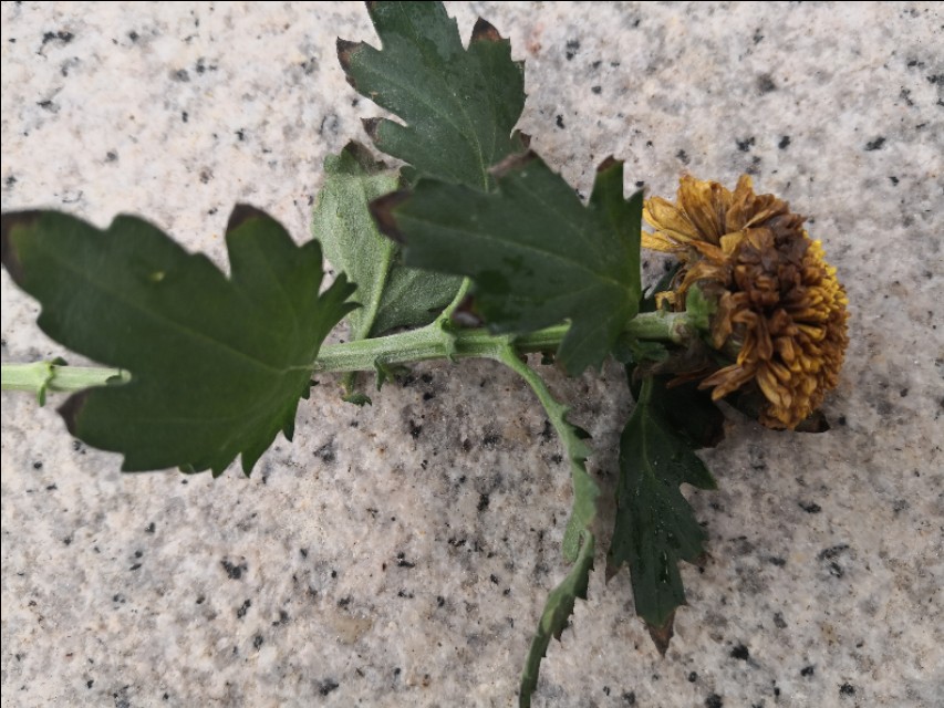 菊花花谢后,修剪掉的枝条千万别浪费了,简单插扦就能变好多盆。