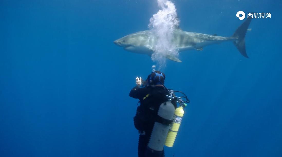 大白鲨是真正的海洋霸主吗,大白鲨演化史