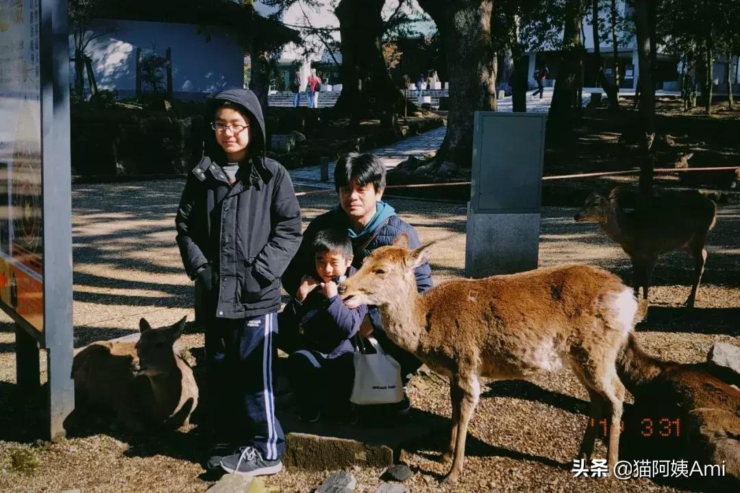 日本奈良喂小鹿时鞠躬砸到头,日本奈良神鹿公园游记