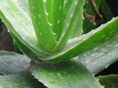 小芦荟叶发黄需要剪吗,芦荟叶片发黄要上什么肥