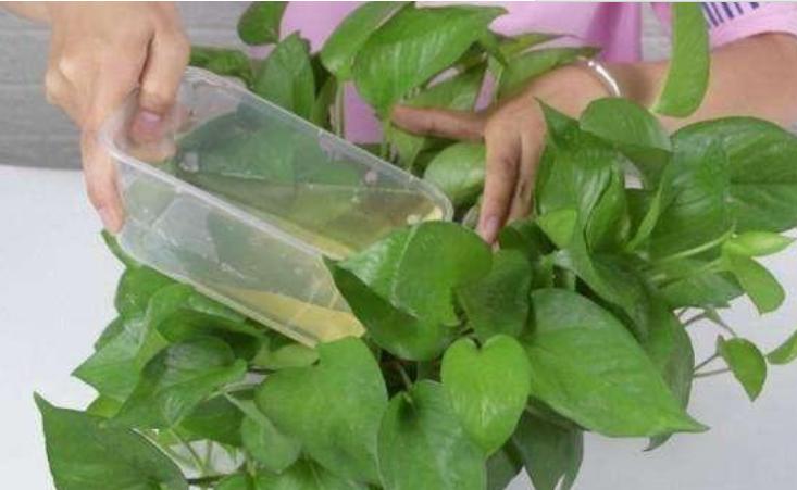 吊兰长疯了是什么原因,绿萝吊兰浇水技巧