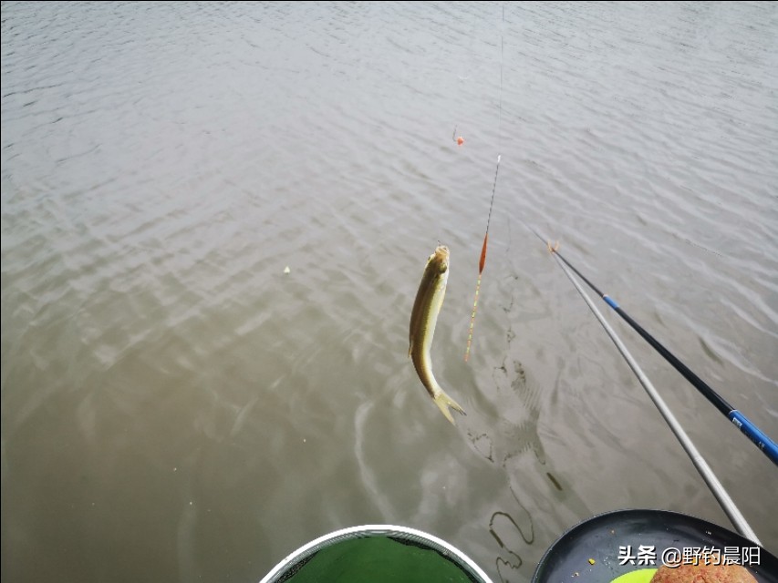 冬天钓点小杂鱼太多如何处理,野钓常遇的杂鱼冬天野钓小杂鱼多