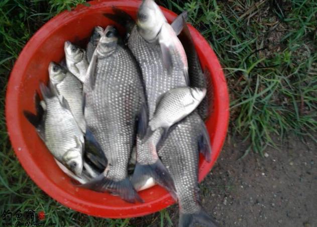 钓鳊鱼如何选择钓位和饵料,野钓鳊鱼的饵料及钓位选择