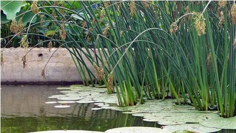 在水一方植物园,在水一方花卉