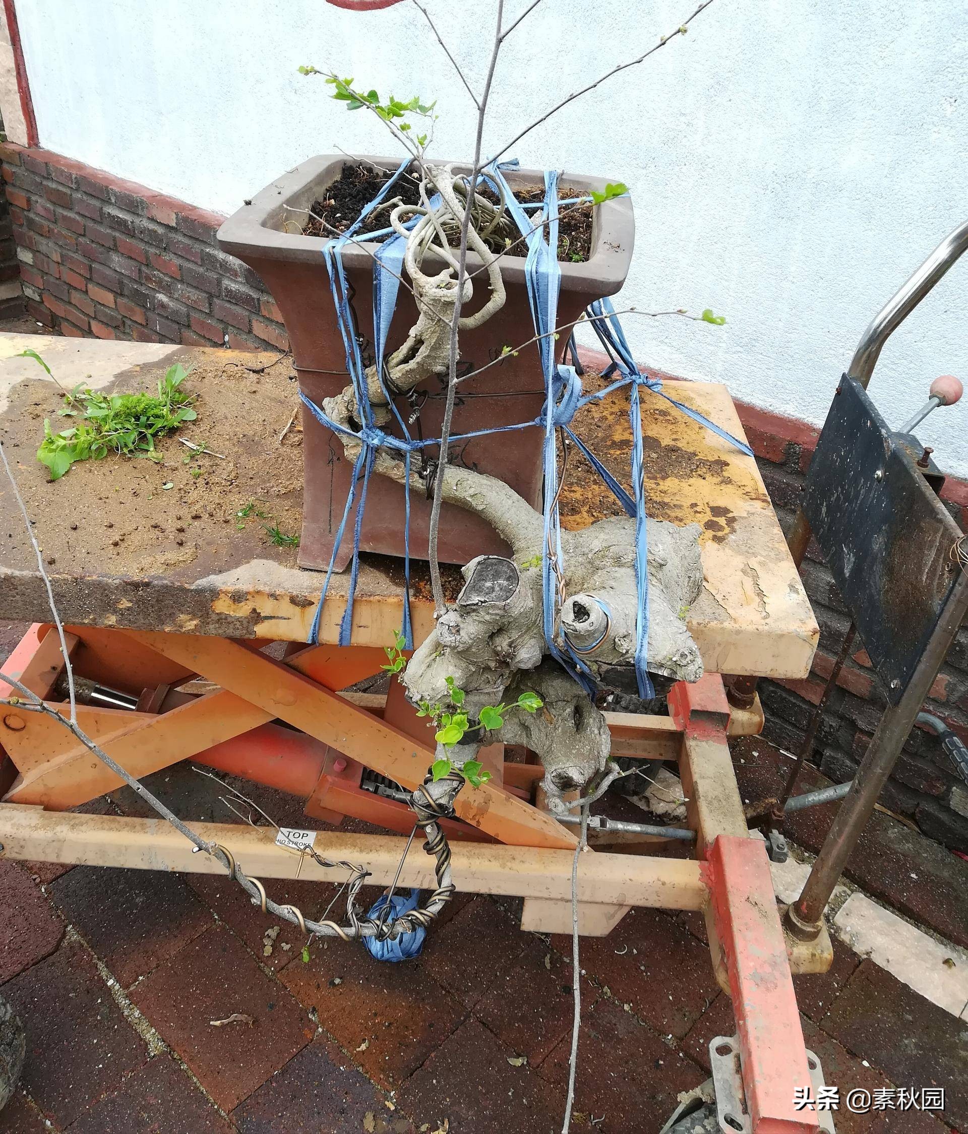 朴树盆景老桩夏季采挖与养坯,各种精品朴树盆景熟桩