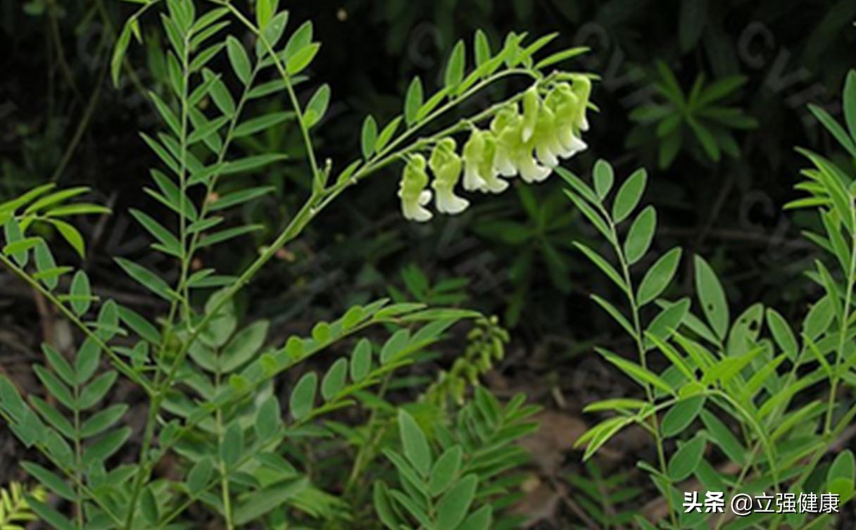 抗心律失常常用中药有哪些,抗心律失常4种中药