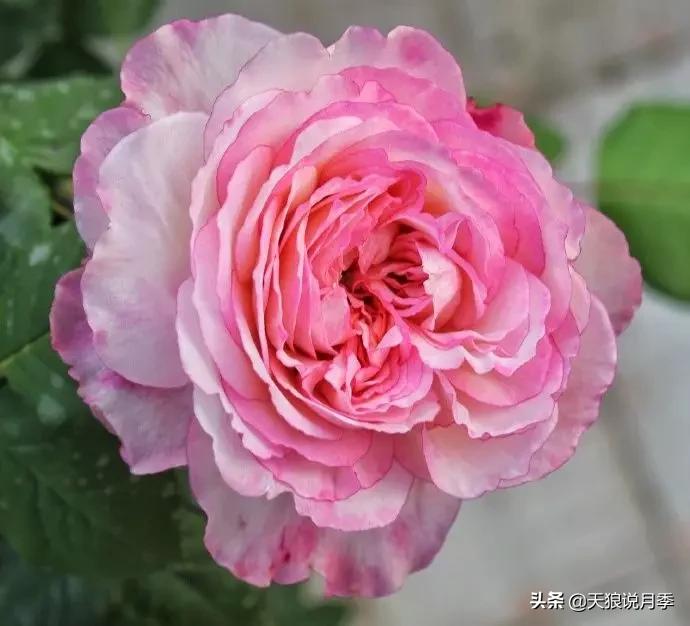 又一个十年,国产自育品种