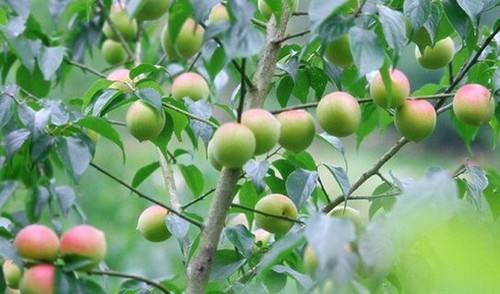 陆河特产擂茶炒花生米,汕尾陆河客家特产零食