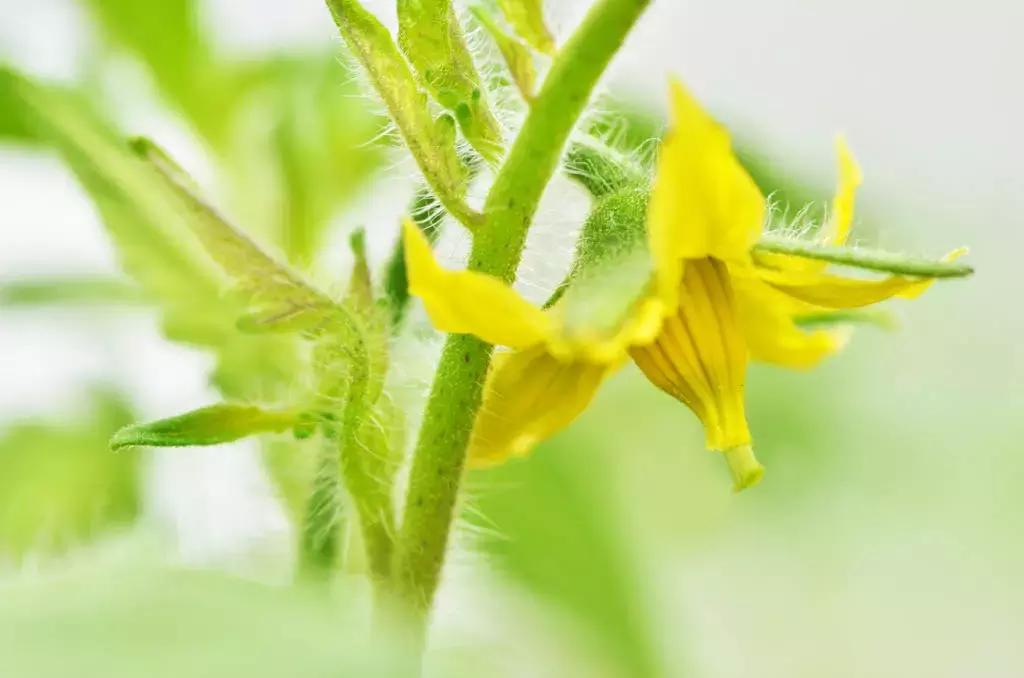 番茄是一种常见植物,番茄是一个很不错的水果