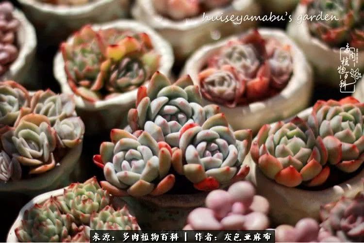 许我向你看,许我向你看演唱