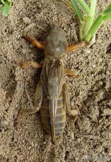 听说梅州人口味这么重，我上去就是一巴掌