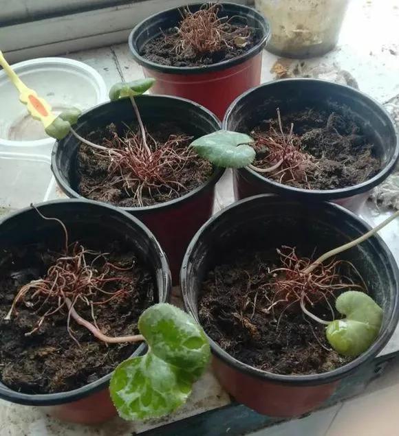 什么花最好养最耐阴,什么花最好种又耐阴