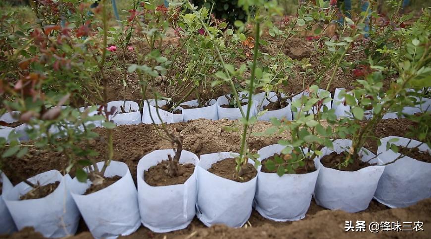 济南树状月季基地,济南藤本月季种植基地