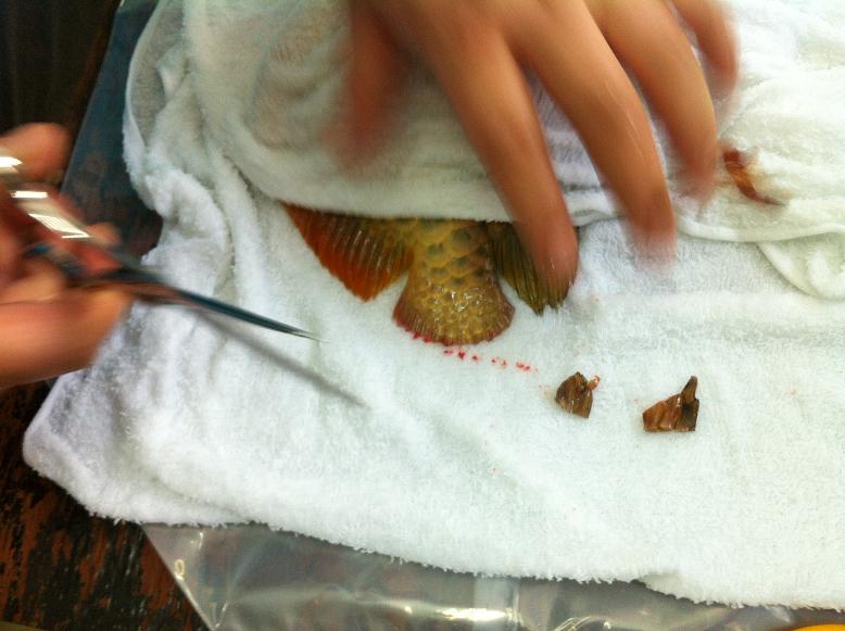 金龙鱼鱼尾受伤，龙须折断，主人为它做整形手术