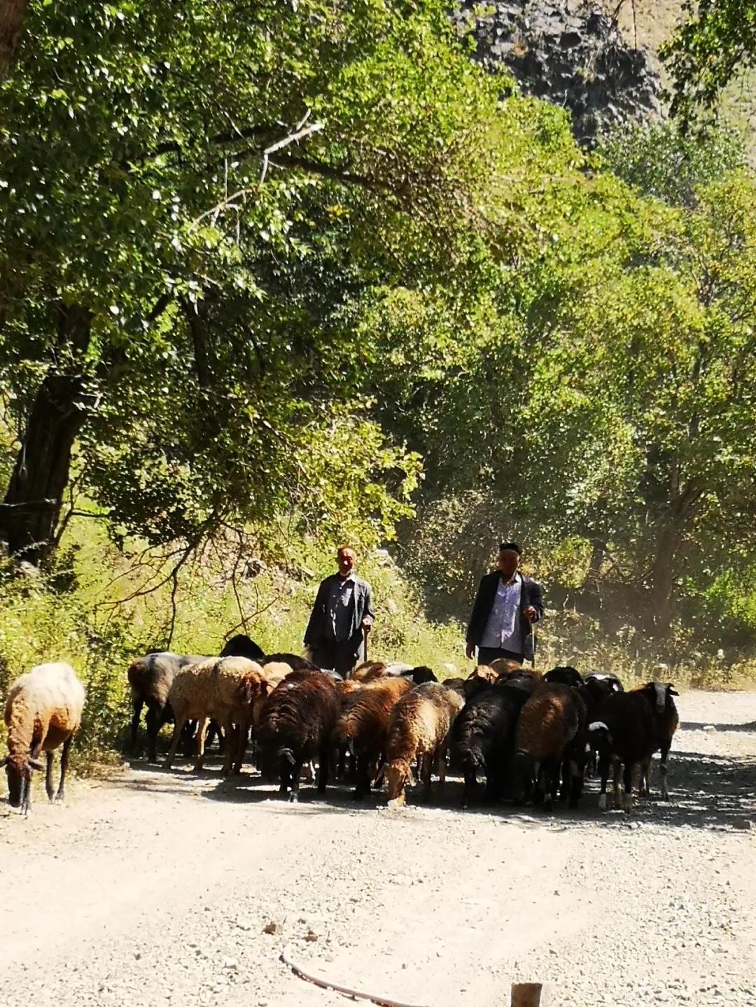 伊犁最美的50处绝色美景,伊犁最美的小众景点