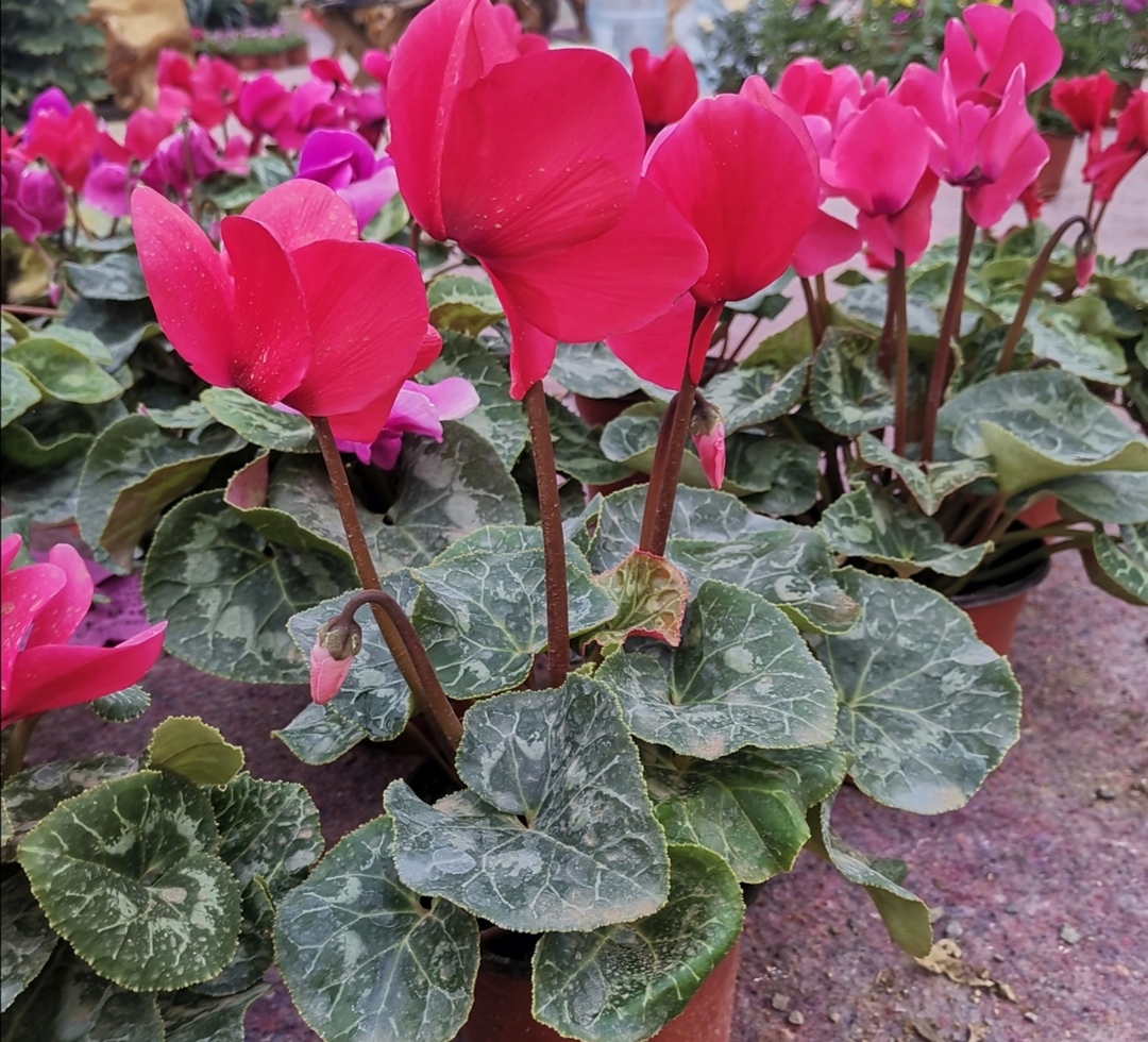 养仙客来怎么浇水,养仙客来时注意这几点轻松养爆盆