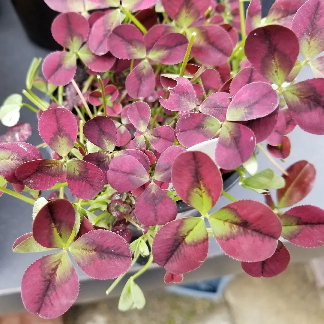 有什么三叶草叶子比花好看,能轻松找到四片叶子的彩叶三叶草