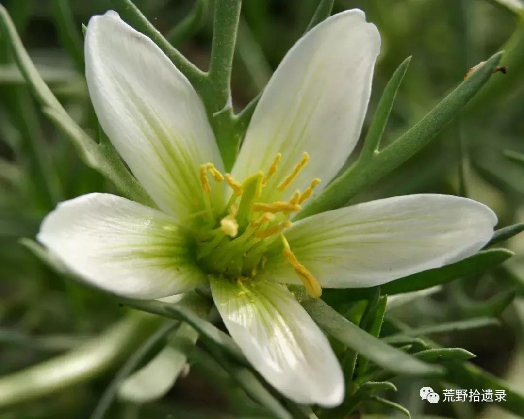 改变世界的植物:骆驼蓬PeganumharmalaL.