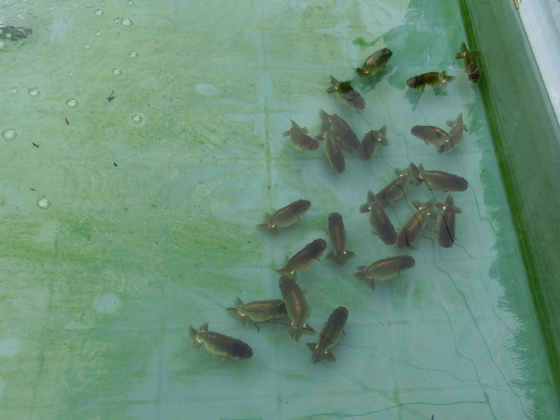 兰寿金鱼怎么养才能活得长久,兰寿金鱼当年好养还是两年好养