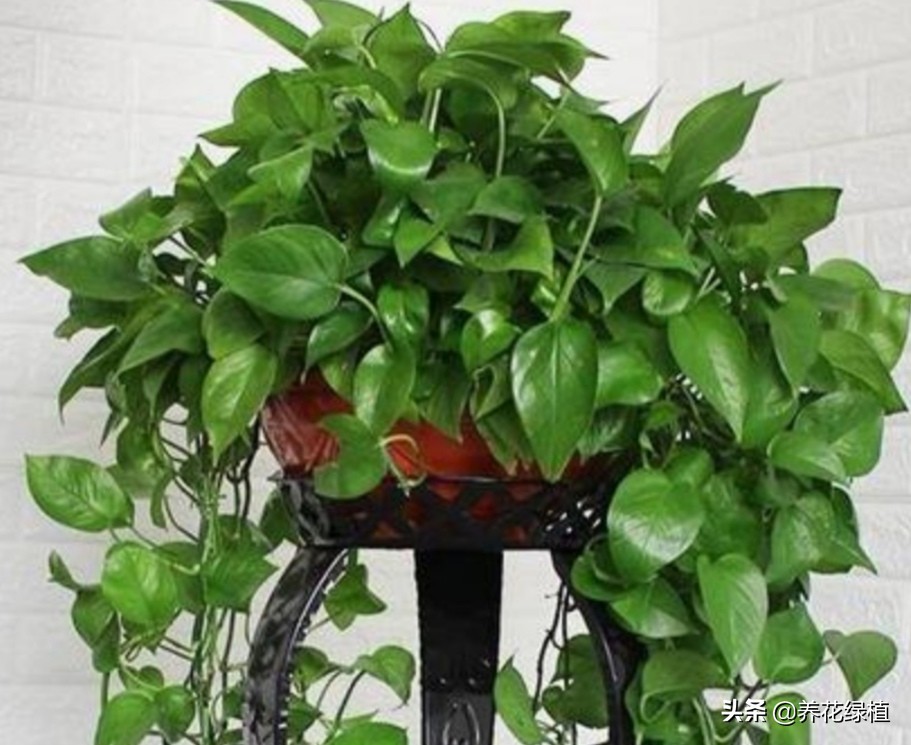 水培绿萝跟土培绿萝是一个品种吗,绿萝的养殖方法水培和土培的区别