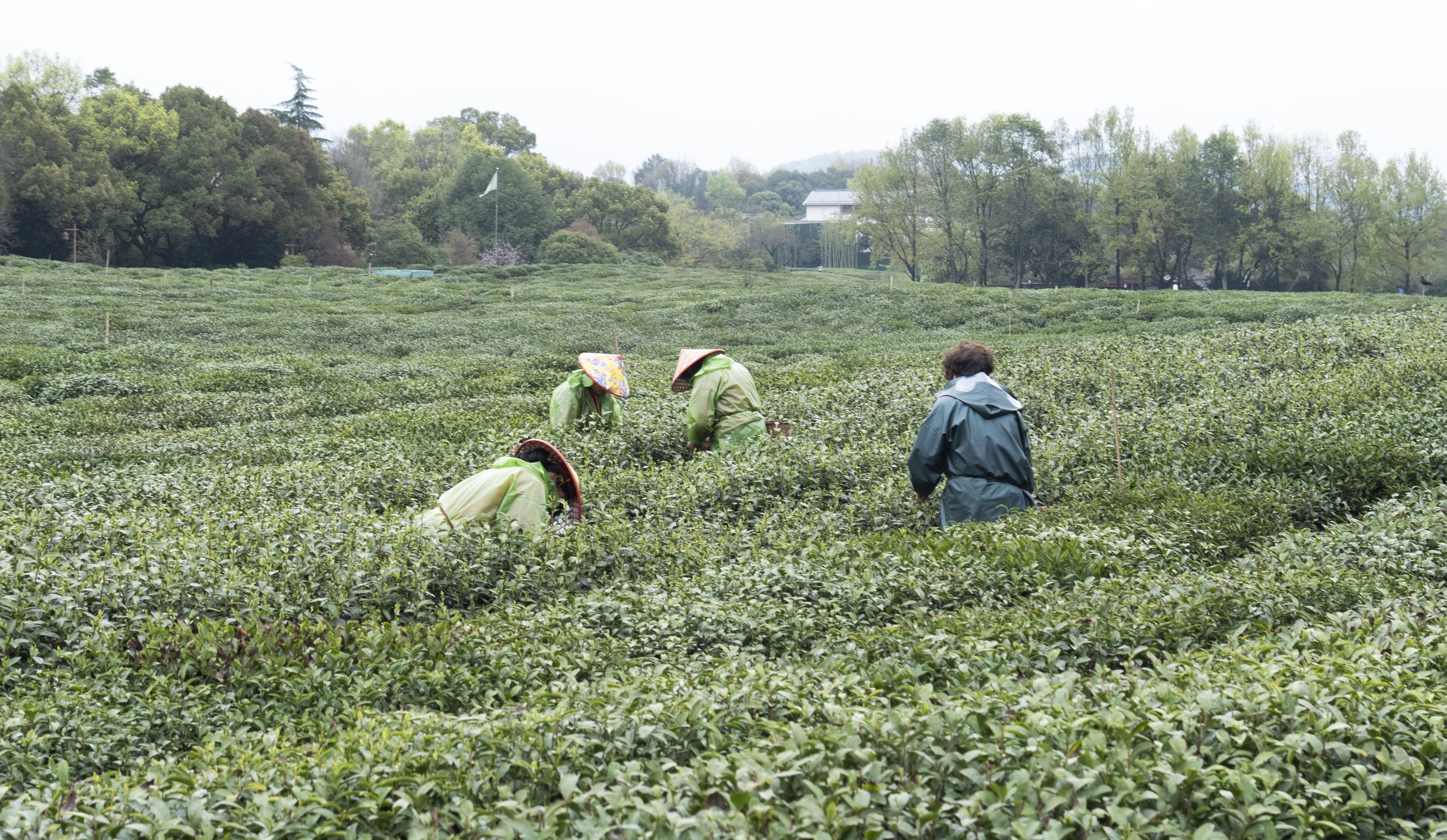 西湖龙井春茶季,龙井茶西湖明前春茶