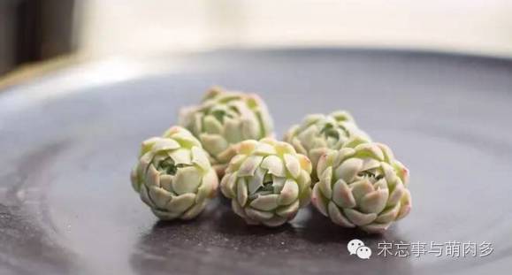 多肉月影系有哪些品种,月影系多肉品种大全