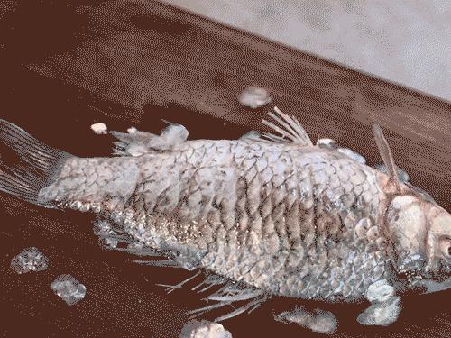 指甲剪双立人多功能,指甲剪刀双立人