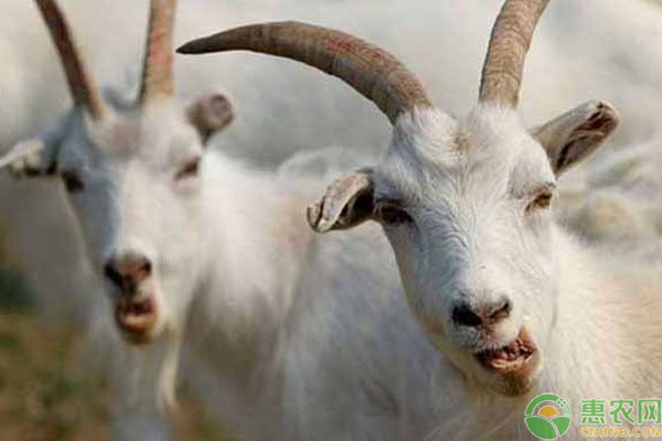 羊得口蹄疫好了后还会得病么,羊口蹄疫从发病到结束多少天