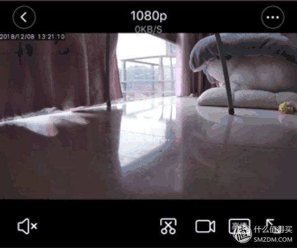 白天不在家猫喂食怎么办,白天不在家猫怎么养