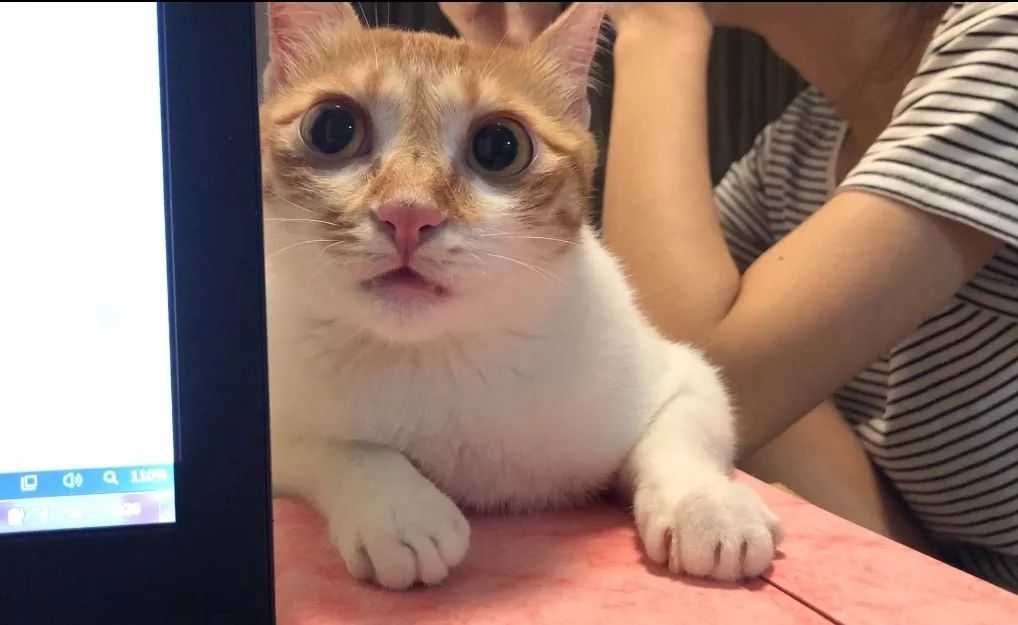 疫情家里养宠怎么消毒,养猫天天开窗通风还要消毒吗