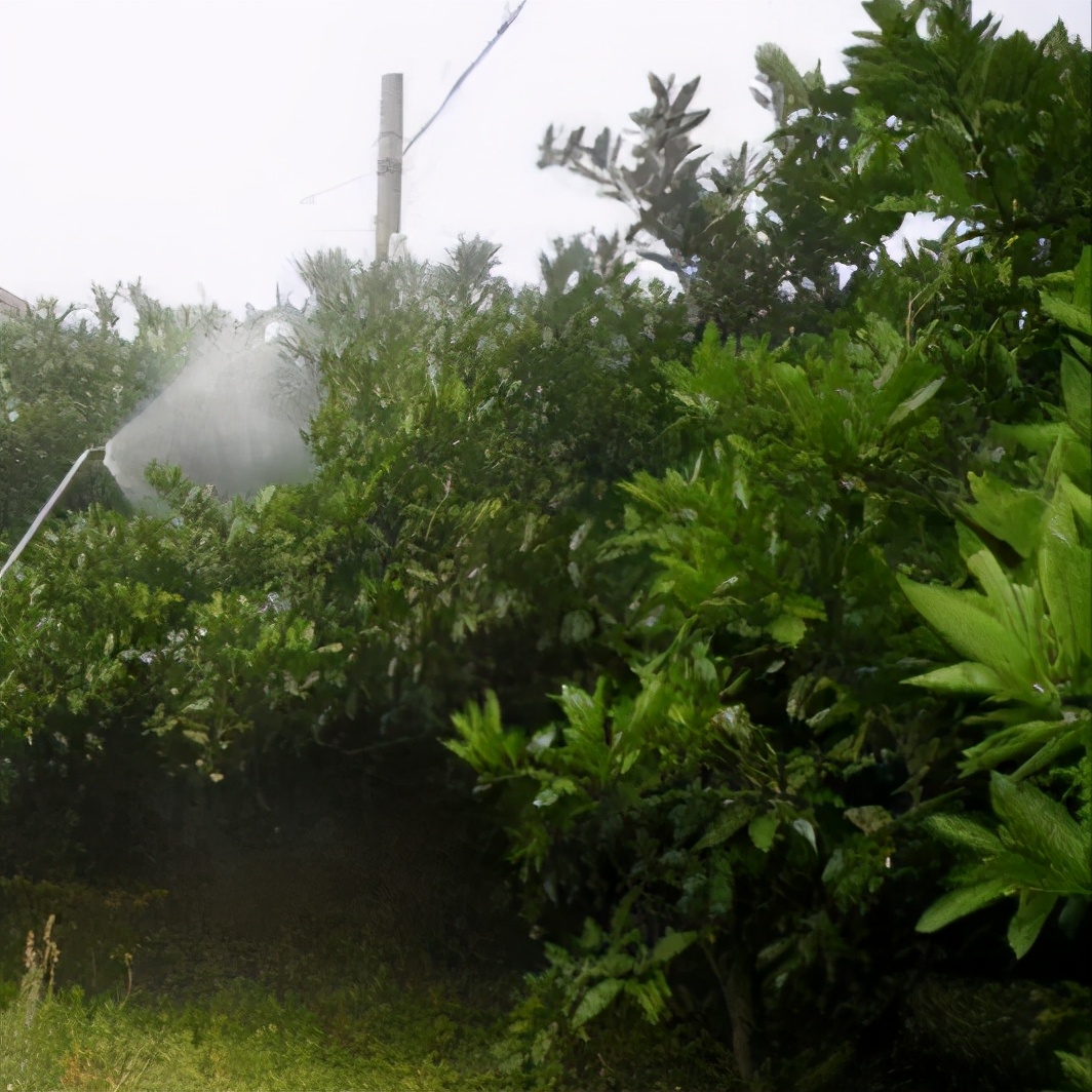 黑皮果锈壁虱,怎么分辨柑橘锈壁虱果和沙皮病果