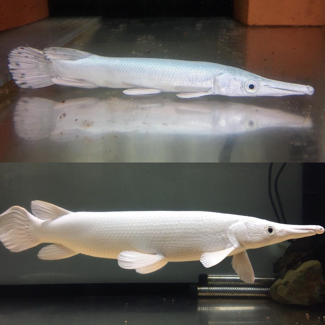 适合新手养的鱼宠,入门养鱼养什么鱼