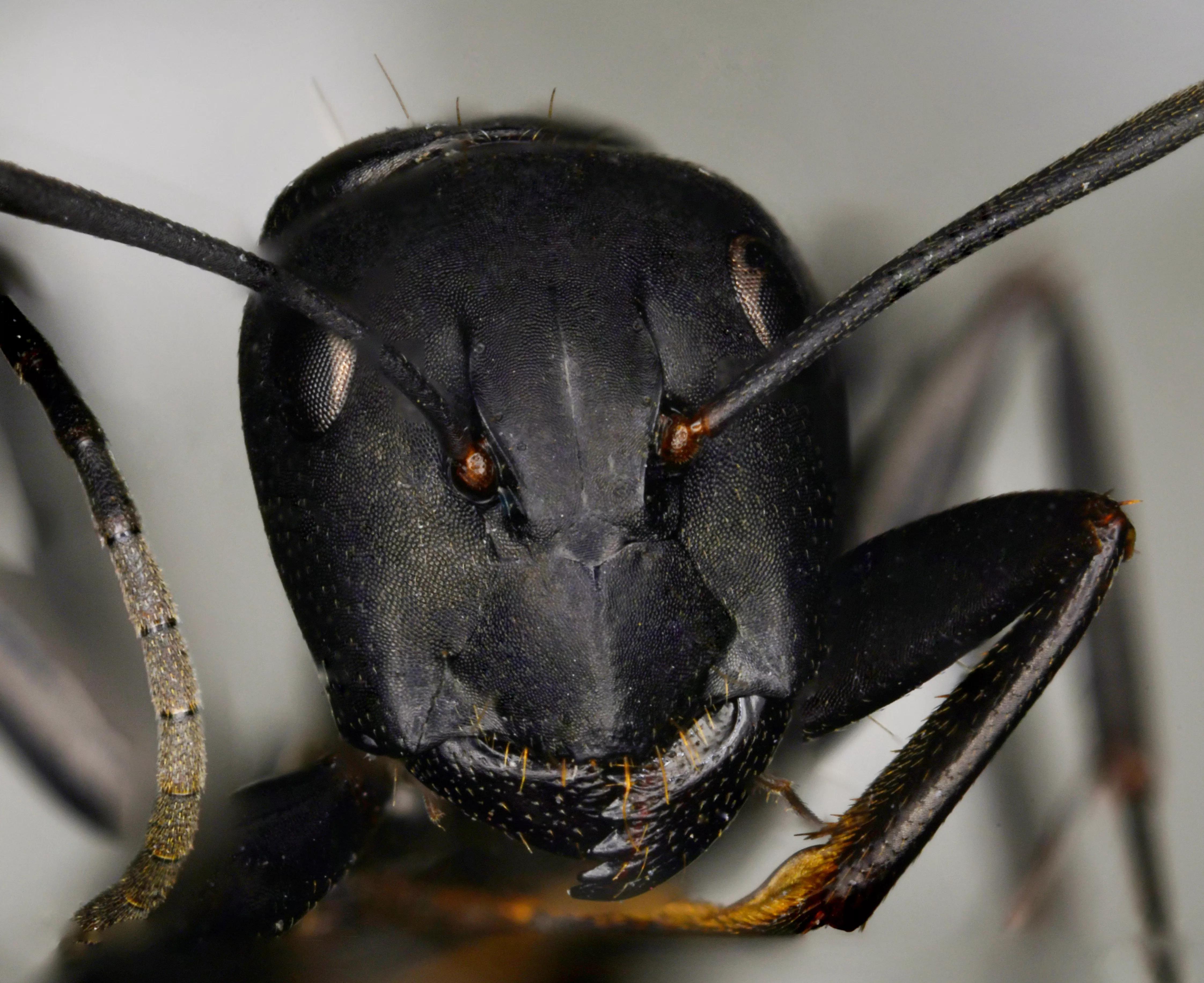 老蛙最强的微距镜头,老蛙25微距镜头