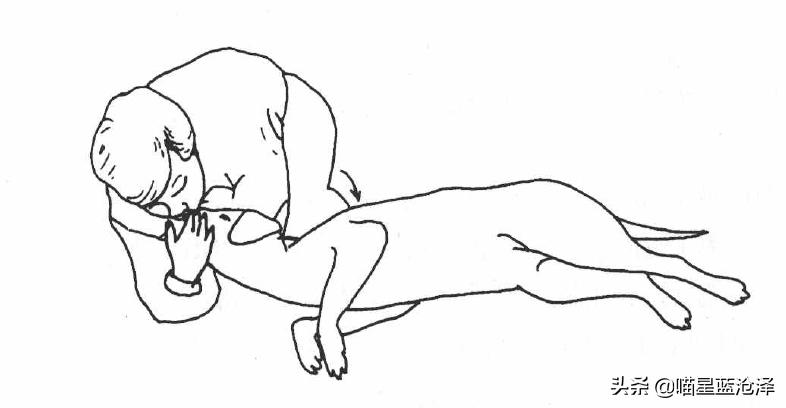 铲屎官要听懂的猫咪求救,铲屎官猫咪的急救信号