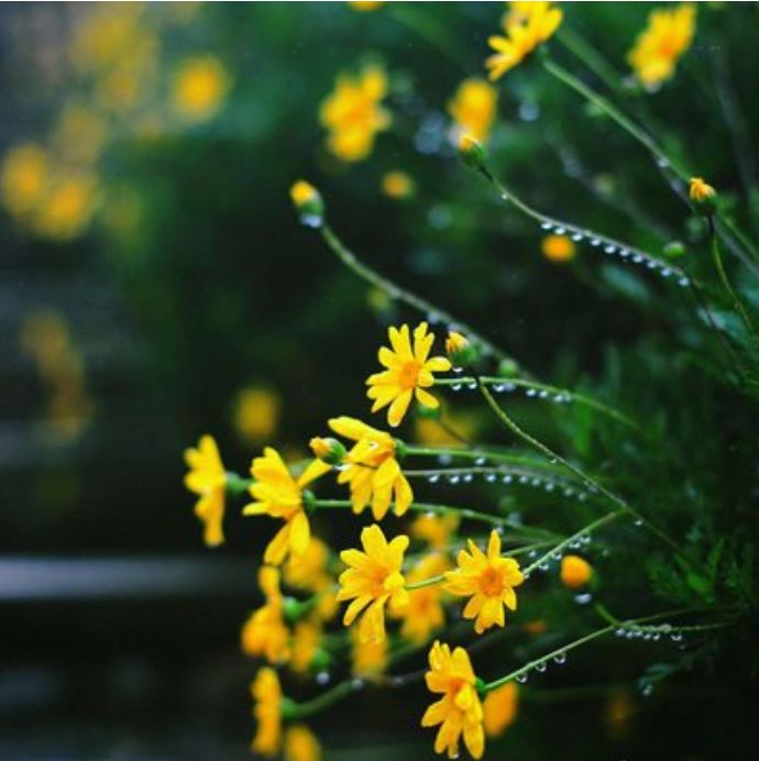 有关谷雨的诗词名句,谷雨诗词汇总