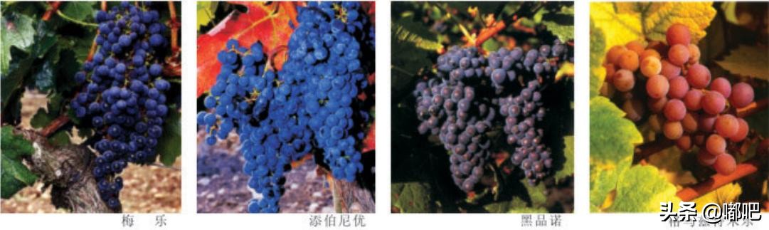 春节买葡萄酒,春节买葡萄酒需要注意哪些地方