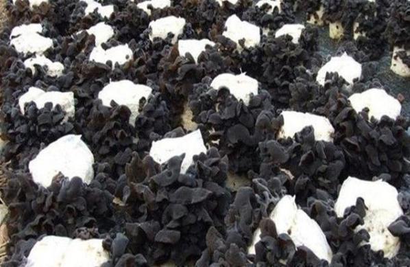 东北黑木耳大棚种植技术与管理,种植黑木耳大棚和地里哪个产量高