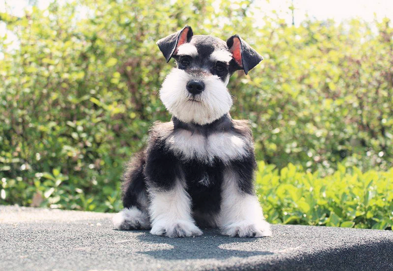 灵缇狗价格多少钱一只,什么狗适合家养价格便宜