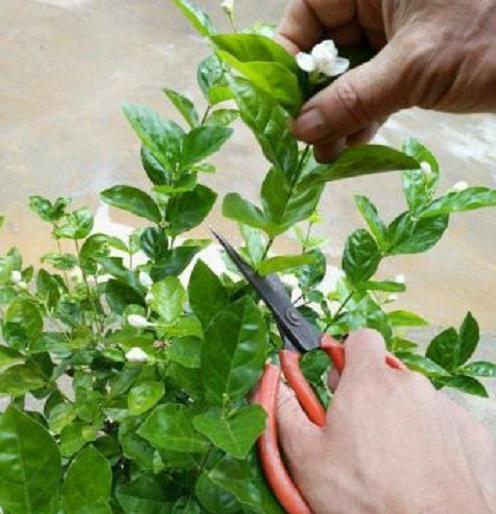 养花该怎么修剪花根,养花怎样修剪根