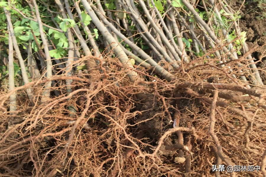 银杏树死亡移植,银杏为什么扦插不易成活