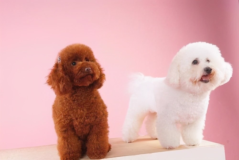 比熊犬和泰迪犬区别在哪里,比熊犬和泰迪犬哪个跳得更厉害呀