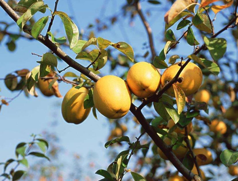 木瓜怎样判断新不新鲜,怎么判断木瓜的好坏