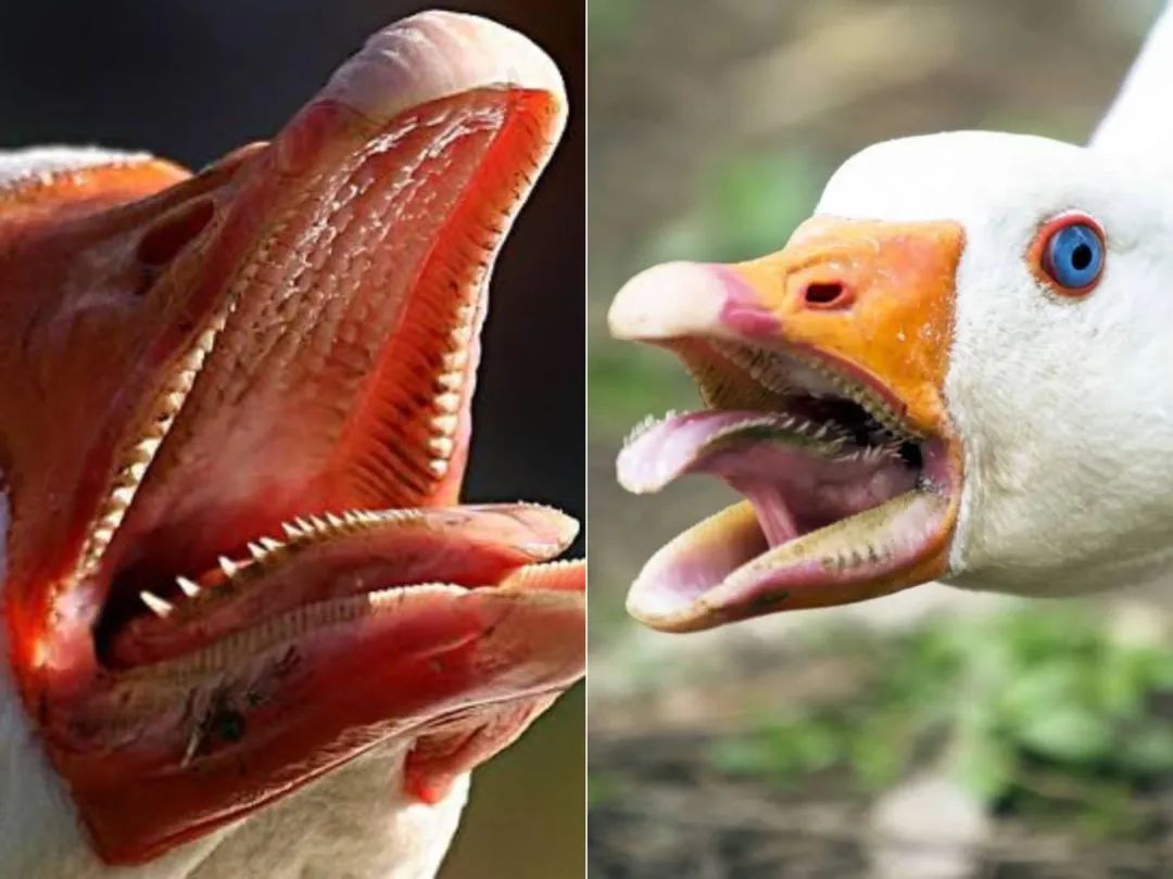 30张活久见的动物图,30张活久未见的老照片