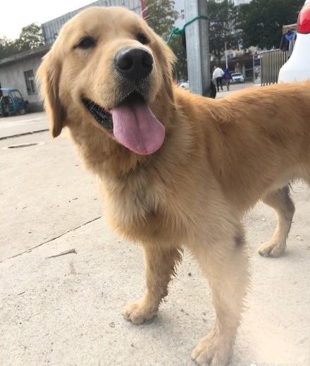 金毛犬防暑,高温橙色预警小狗狗